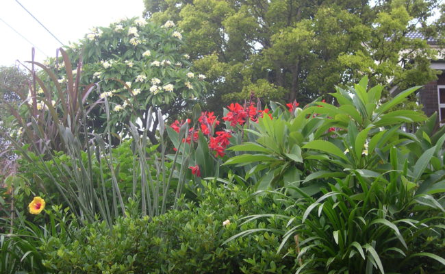 LANDSCAPE PROJECT URBAN JUNGLE 1