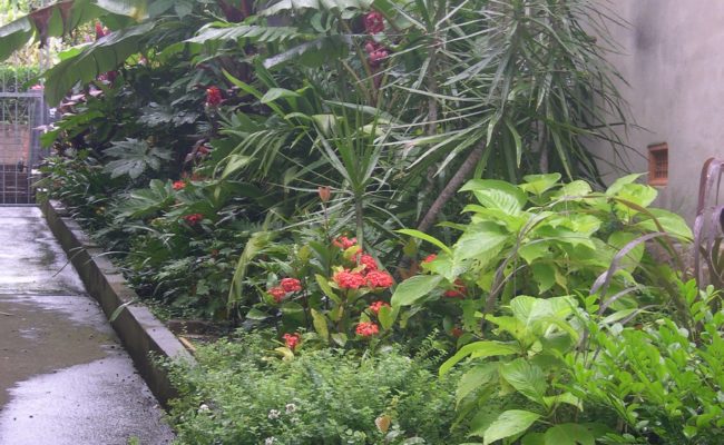 LANDSCAPE PROJECT URBAN JUNGLE 3