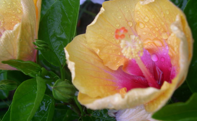 LANDSCAPE PROJECT URBAN JUNGLE 4